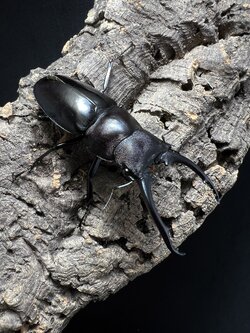 Hexarthrius vitalisi 71mm. Pair