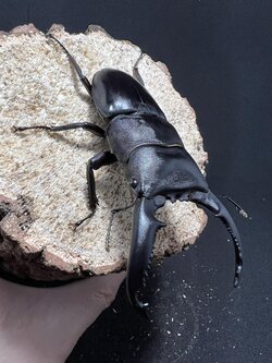 Dorcus titanus palawanicus 89mm.