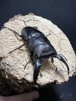 Dorcus titanus palawanicus 70mm.