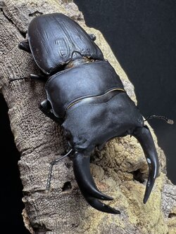 Dorcus hopei binodulosus 71mm.