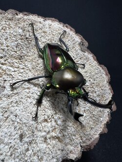 Phalacrognathus muelleri 58mm.