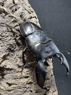 Dorcus titanus yasuokai 90mm.