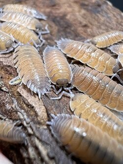 Porcellio baeticensis orange 5 each