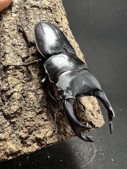 Dorcus hopei binodulosus 73mm.