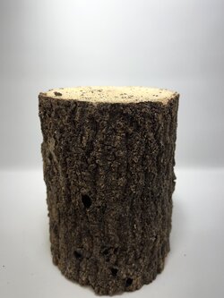 Stag Beetles ‘Breeding wood’