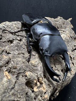 Dorcus hopei binodulosus 87 mm.