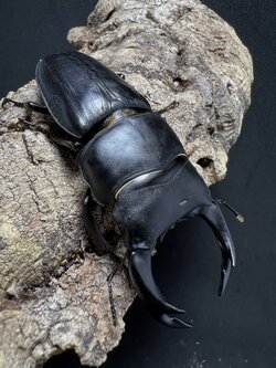 Dorcus hopei binodulosus 76mm.