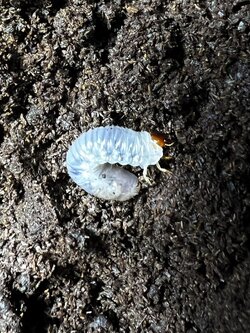 Allomyrina dichotoma tunobosonis Lv.1~2