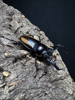 Rhaetulus speciosus kawanoi 59mm.