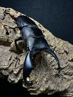 Dorcus titanus typhon 80mm.