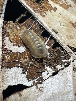 Cubaris sp. ice flower 5 each