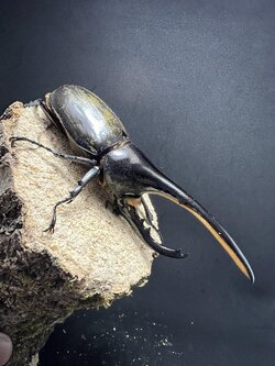 Dynastes hercules hercules 128 mm.