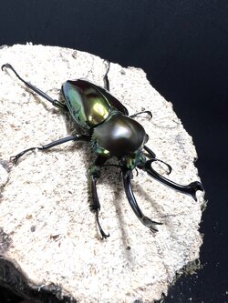 Phalacrognathus muelleri 59 mm.