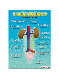 โปสเตอร์ความรู้ ระบบขับถ่ายปัสสาวะ
