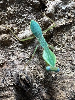 Rhombodera latipronotum Lv.1~2