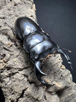 Dorcus antaeus antaeus 85mm.