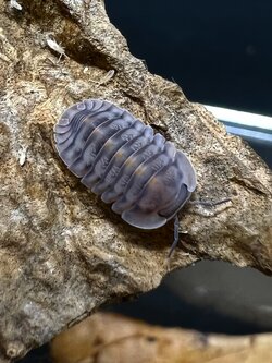 Cubaris sp. andestie 5 each