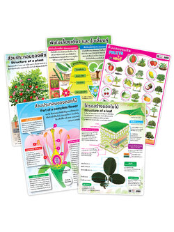 โปสเตอร์ความรู้ เรื่องพืช ขนาด A4