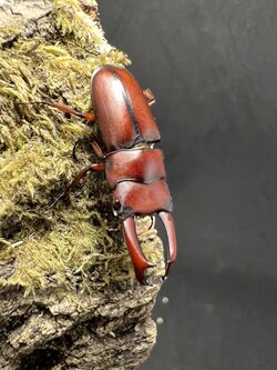 Macrodorcas pseudaxis 20~25mm. 1pair