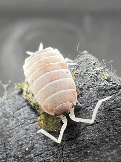 Porcellionides pruinosus "Orange dalmatian“ 5 each