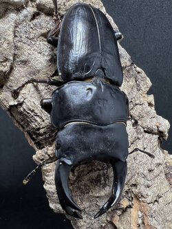 Dorcus hopei binodulosus 75mm.