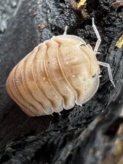 Cubaris sp. caramel cream 5 each