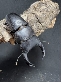 Dorcus hopei binodulosus 73mm.