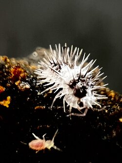 Laureola sp. white skull 5 each