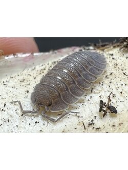 Porcellio spatulatus 5 each