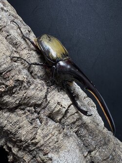 Dynastes hercules hercules 140mm.