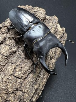 Dorcus hopei binodulosus 75mm.