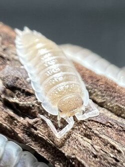 Porcellio sevilla Cream 5 each