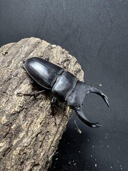 Dorcus hopei binodulosus 75mm.