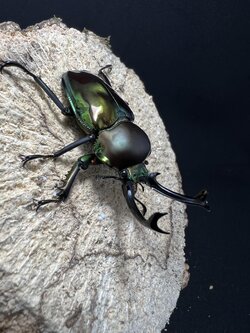 Phalacrognathus muelleri 50 mm.