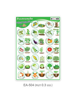EA-504 ต้นและผลผลิต-ผัก