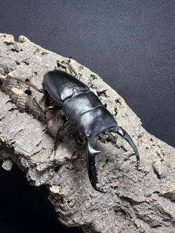 Dorcus titanus palawanicus 85 mm.