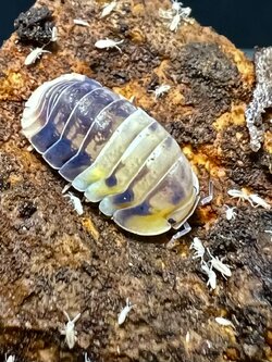 Cubaris sp. amber panda 5 each