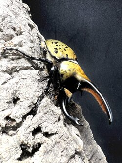 Dynastes hyllus hyllus 82x56mm.