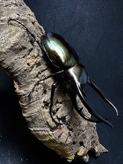 Chalcosoma chiron belangeri 108mm.