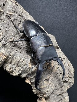 Dorcus titanus palawanicus 82mm.