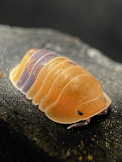 Cubaris sp. amber ducky 5 each