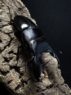 Dorcus titanus yasuokai 96mm.