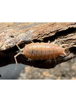 Porcellionides pruinosus "Powder orange" 10 each