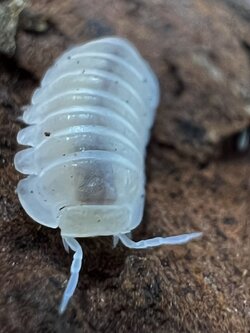 Cubaris sp. murina ‘Glacier’ 5 each