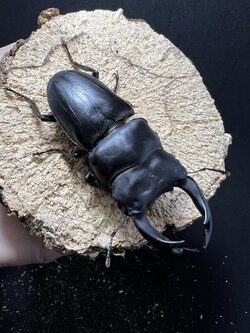 Dorcus hopei binodulosus 78mm.