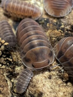 Cubaris sp. ‘Red pak chong’ 5 each