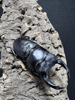 Dorcus hopei binodulosus 73mm.