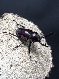 Phalacrognathus muelleri 50mm.