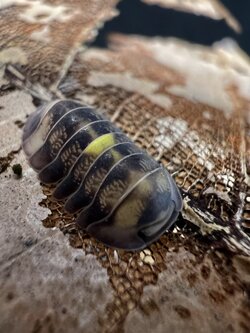 Cubaris sp. amber firefly ‘Dcf’ 5 each