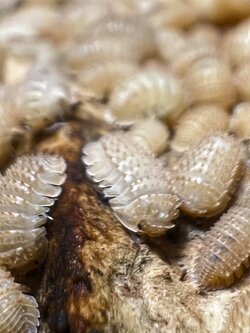 Cristarmadillidium muricatum set 5 each